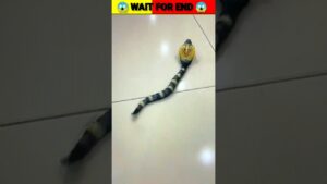 Garena Free Fire sent a remote control snake to my house for brother 🤩🔥 #shorts #freefireshorts