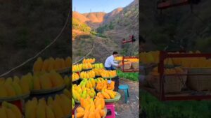 Garena Free Fire Sent Me Red Mango For My Brother🤩 #shorts #comedy #freefire #factsman