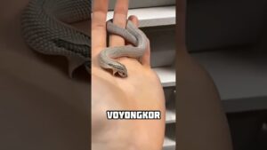 Garena Free Fire sent a sneak egg to my house for brother 🥰😊 #shorts #freefireshorts