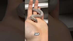 Garena Free Fire sent a sneak egg to my house for brother 🥰😊 #shorts #freefireshortstory