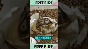 Garena Free Fire sent a turtle egg to my house for brother 😊 #shorts #freefireshortstory