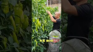 Garena Free Fire Sent Me Plant Growing Chemical For My Brother🤩 #shorts #comedy #freefire #factsman