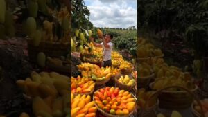 Garena Free Fire Sent Me Winter Mango For My Brother🤩 #shorts #comedy #freefire #factsman