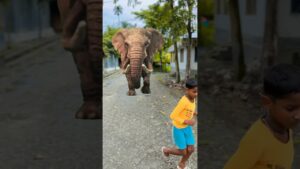 Garena Free Fire sent a elephant Circus a to my house for brother 😊 #shorts #freefireshortstory