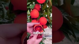 Garena Free Fire Sent Me Red blood fruit For My Brother🤩 #shorts #comedy #freefire #factsman