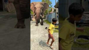 Garena Free Fire sent a huge 🐘 gift to my house for Brother 🤩🔥 #shorts#freefireshorts