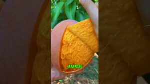 Garena Free Fire Sent Me Mango Smoke 🥭For My Brother🤩 #shorts #comedy #freefire #factsman