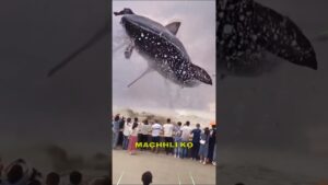 Garena Free Fire Sent Me Water 🐠 😍 For My Brother🤩 #shorts #comedy #freefire #factsman