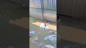 Garena Free Fire sent a rabbit jump gift to my house for Brother 🤩 #shorts#freefireshorts