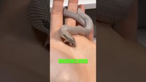 Garena Free Fire sent a sneak 24 to my house for brother 🥰😊 #shorts #freefireshortstory