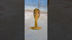 Garena Free Fire sent a sneak part 2 😱to my house for brother 🥰 #shorts #freefireshortstory