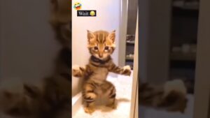 Garena Free Fire sent a cat funny  video 😱to my house for brother 🥰 #shorts #freefireshortstory