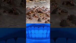 hippopotamus troll face #garenafreefire #onetapheadshot