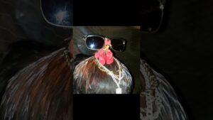 Alguien conoce a ese Tomatito? #freefire  #freefireshorts  #garenafreefire