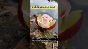 om#god#devotional#love#omnamahshivaya#om#beautiful#nature#garenafreefire#tirumala